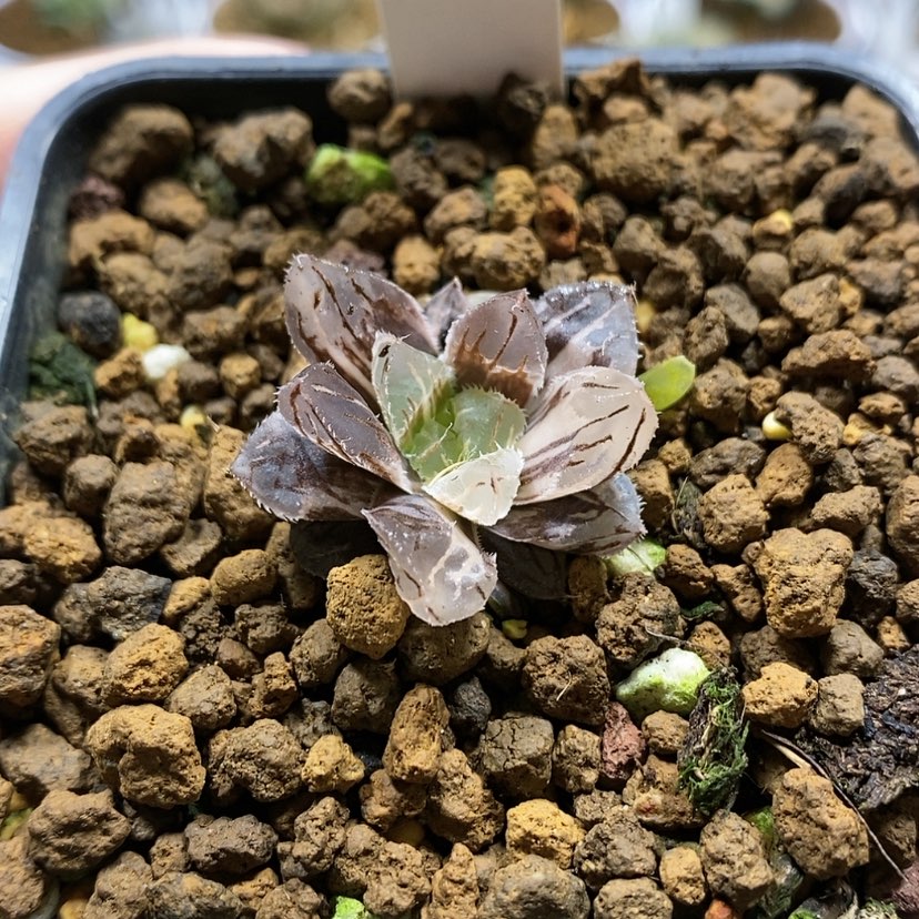 【闪购商品】19实生