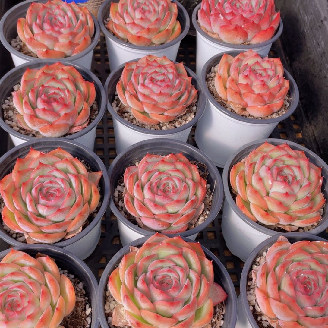 量拍39号 玫瑰花粉侧影单头一个