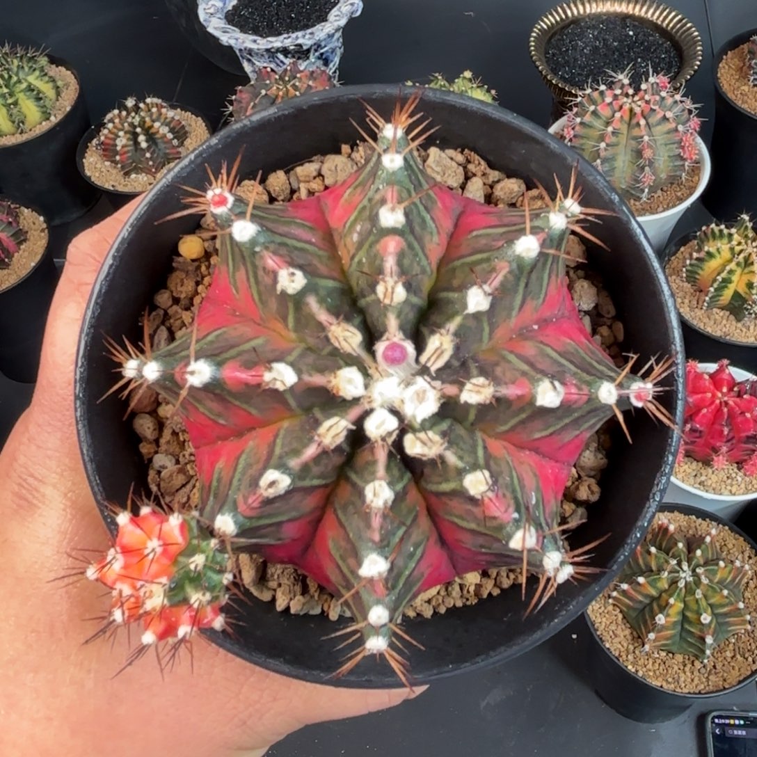 泰系米哈实生仙人球180