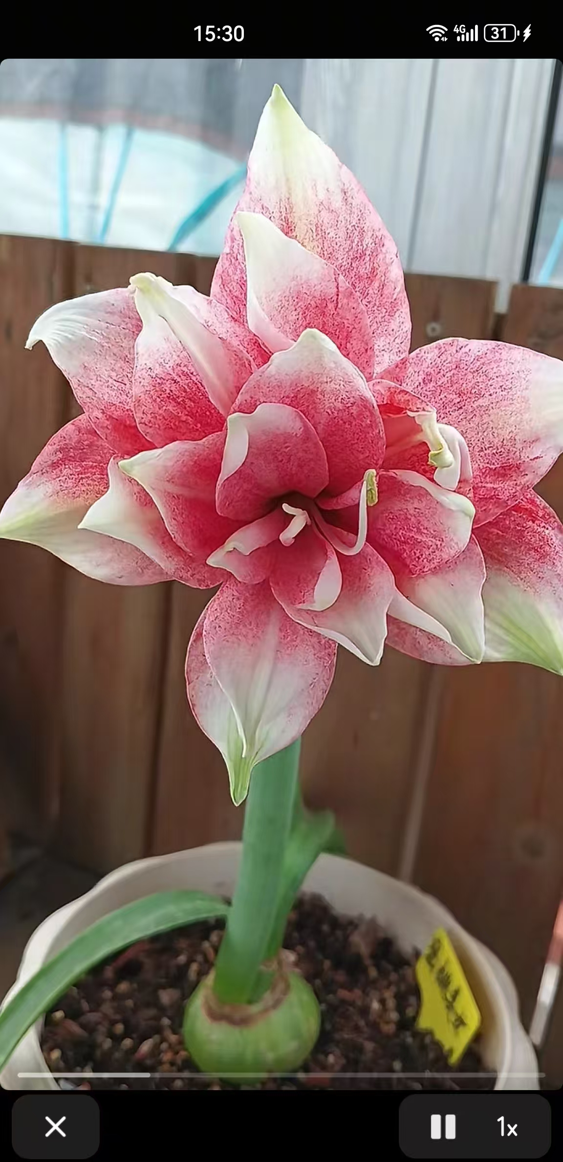 朱顶红(蜜桃美女)4+