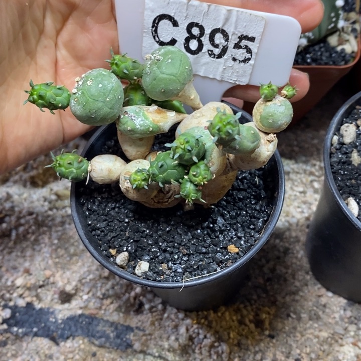 蜜*福利鱼鳞宝一颗如图！！！