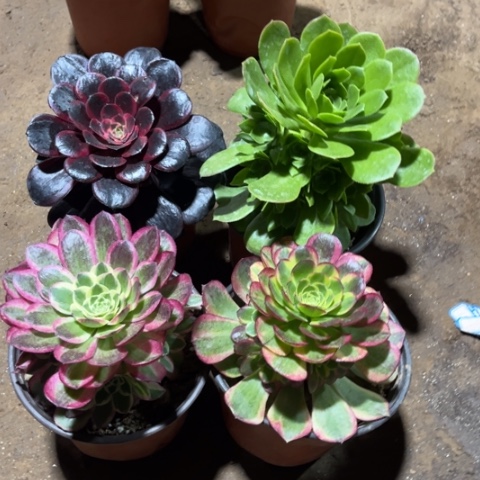 204多肉植物组合