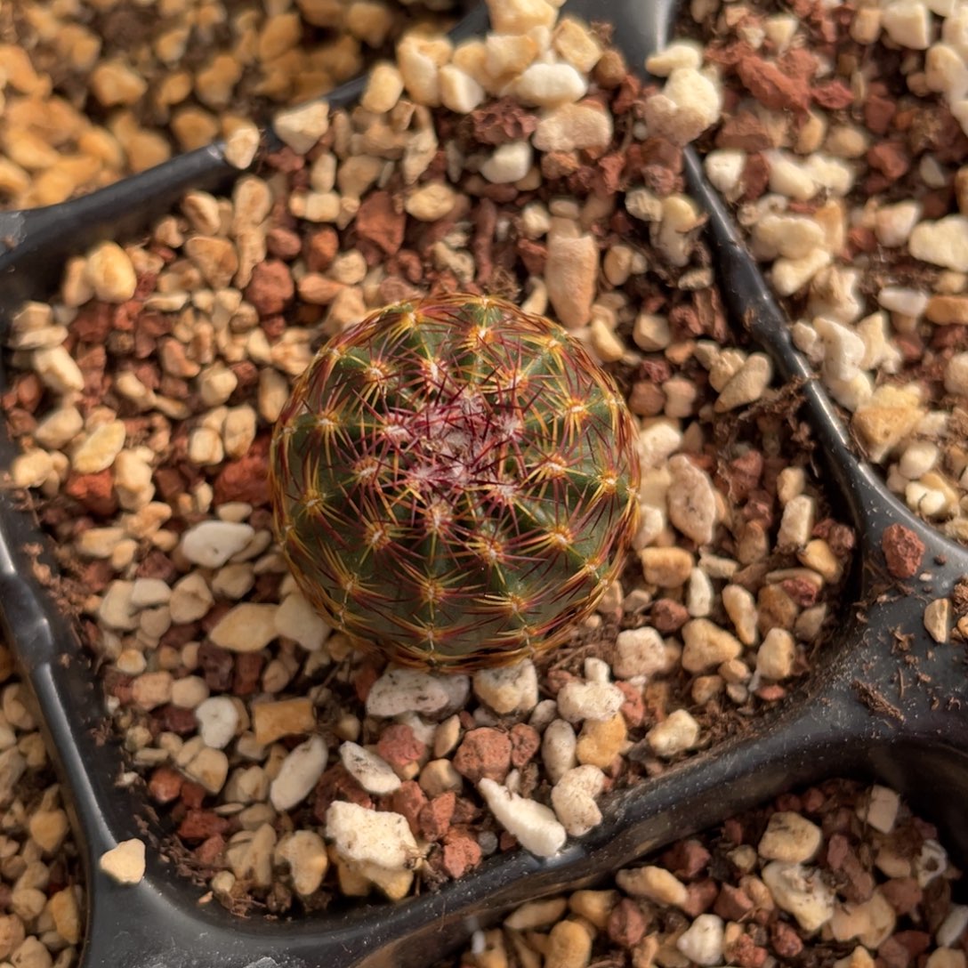 鹿角柱实生仙人球青花虾