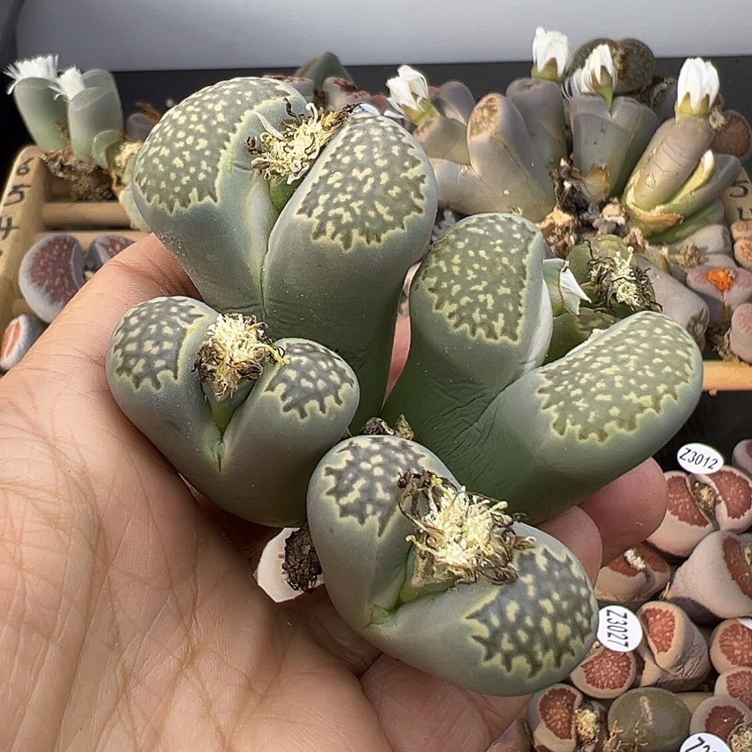 3034 生石花部分有伤长腿清货不售后