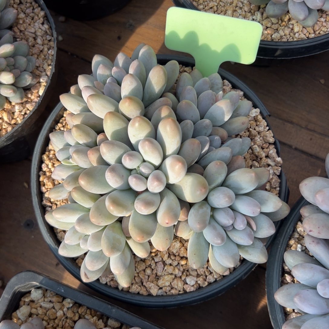 汤圆111111111111111