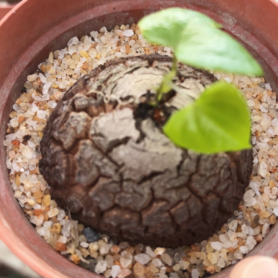 潮流植物优选南非龟