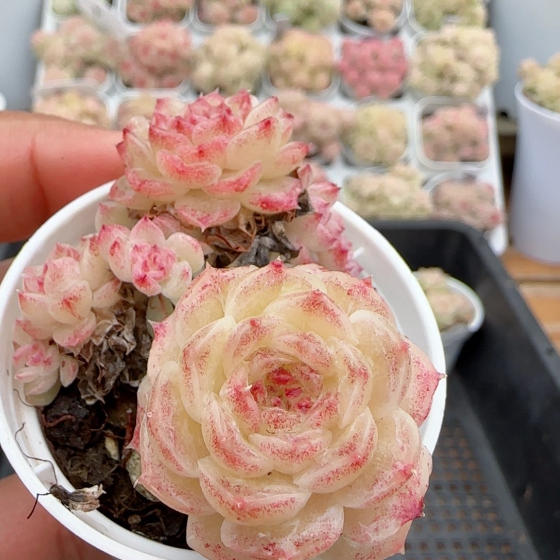 【闪购商品】0203-121散的