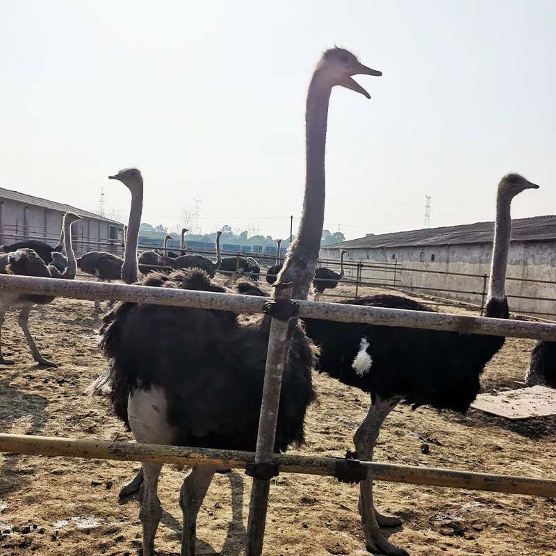 【鸵鸟现场称重改价链接】冷冻发货