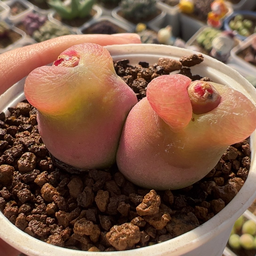 852多肉植物种类多样