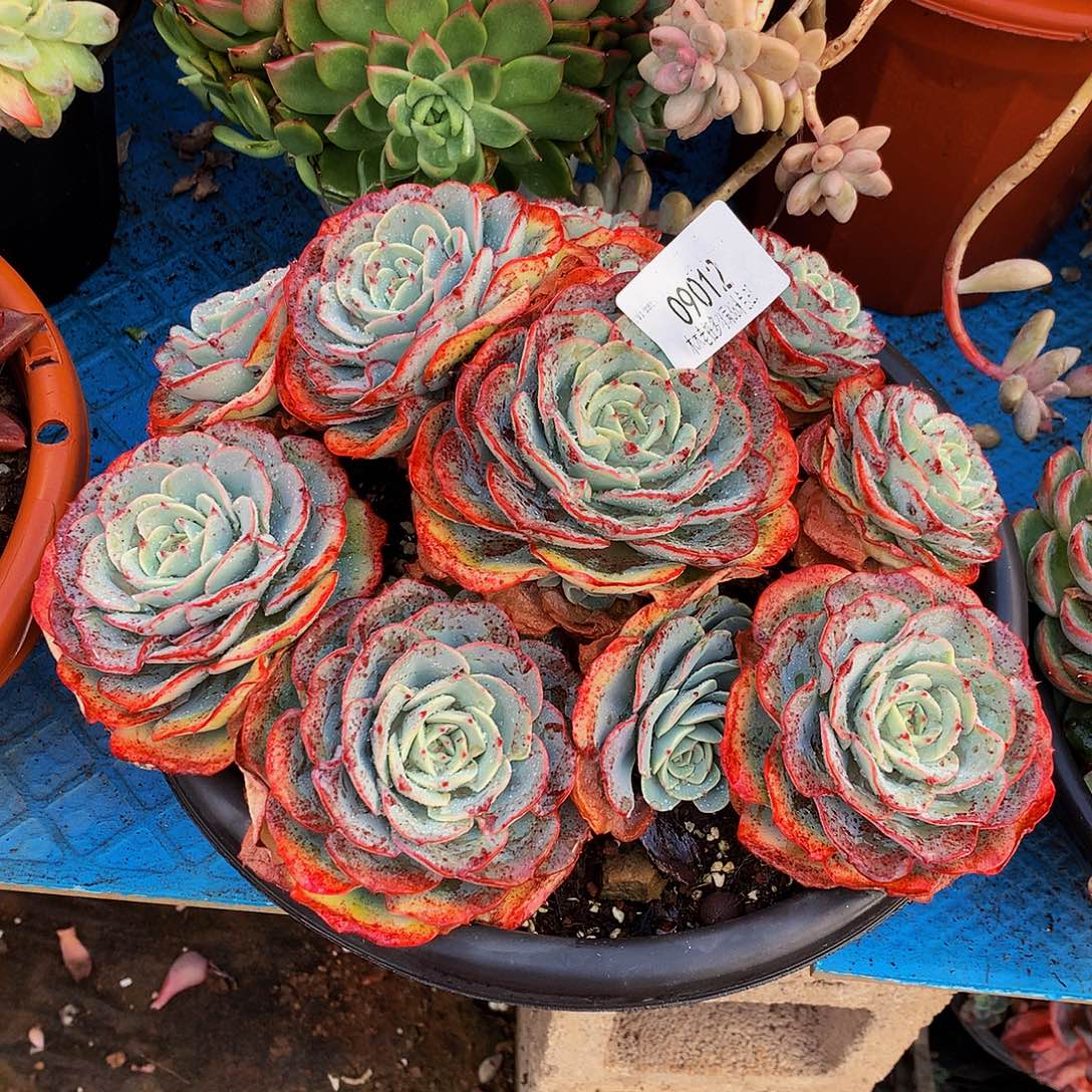 上***仪    奶油黄桃多肉09012