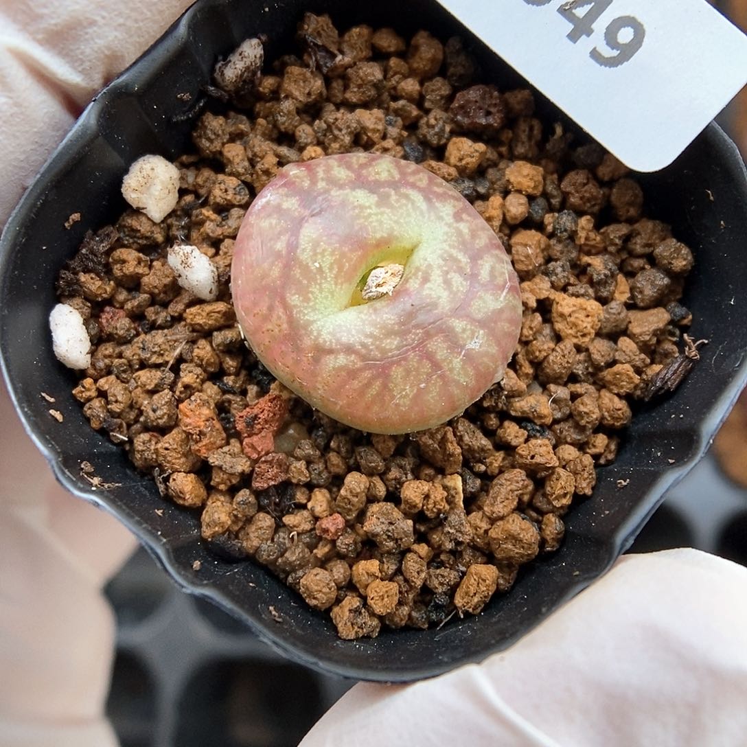 多肉植物A-949（1.8）墨杂