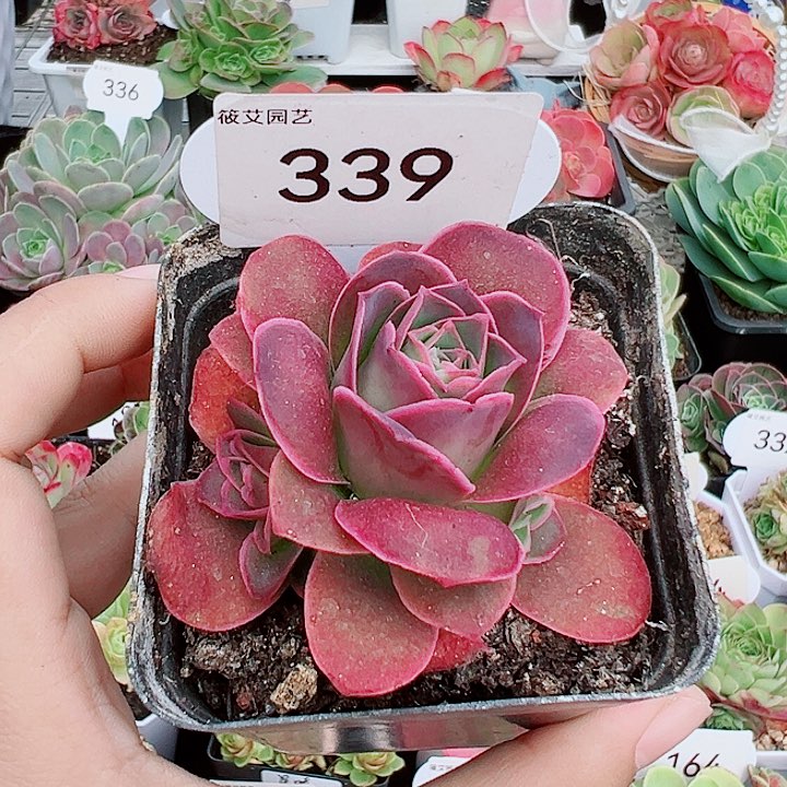 339烟花带两个侧芽。      