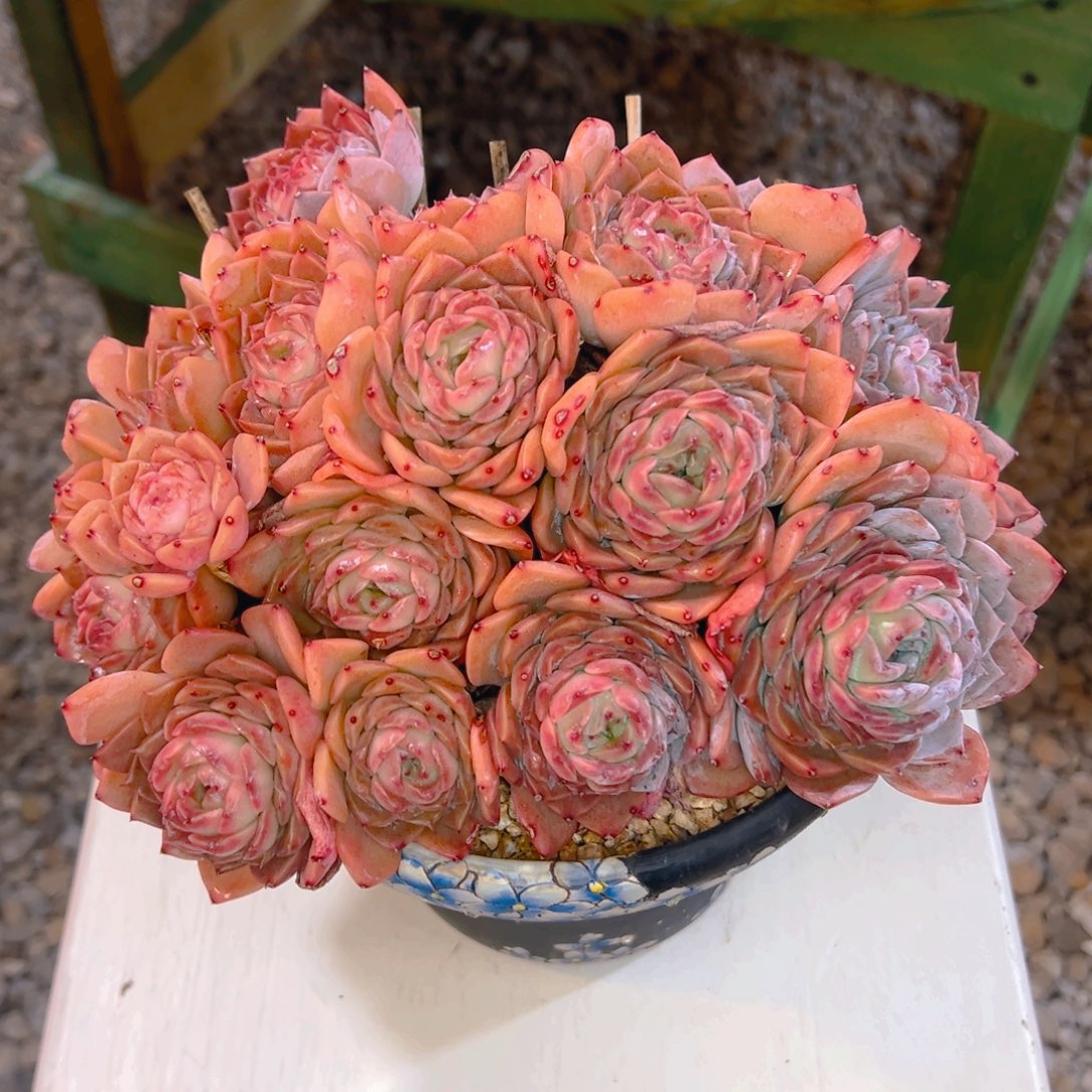 大***马多肉植物保护研究所