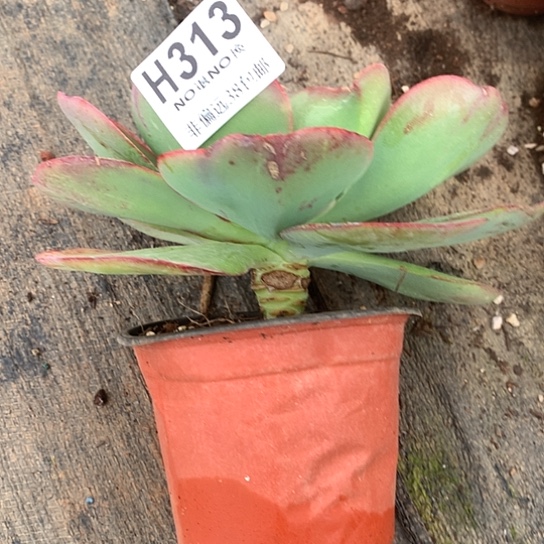 麦****莫妮卡杂交313 全场亏本处理退款拉黑7/8天发货