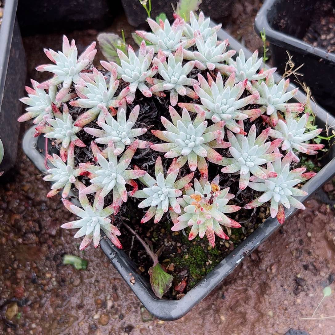 2697白菊杂交仙女杯