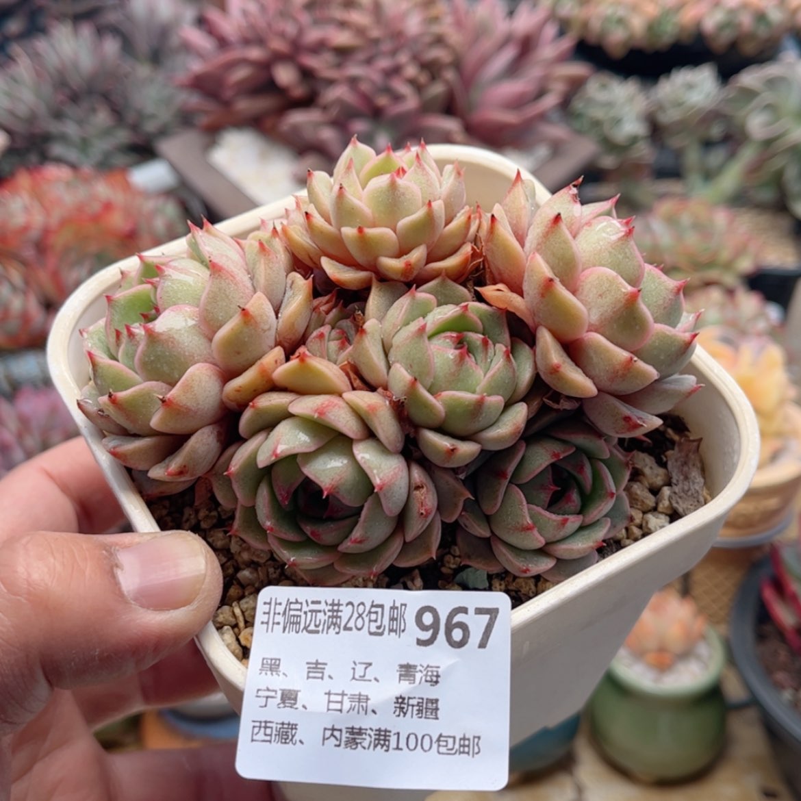 【闪购商品】967笨吧