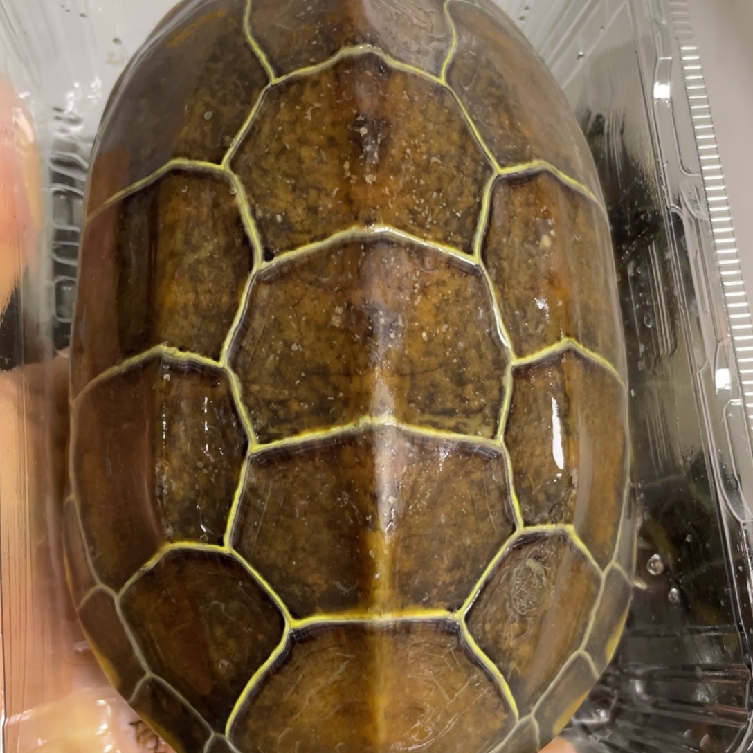 苏北金线冷水草龟