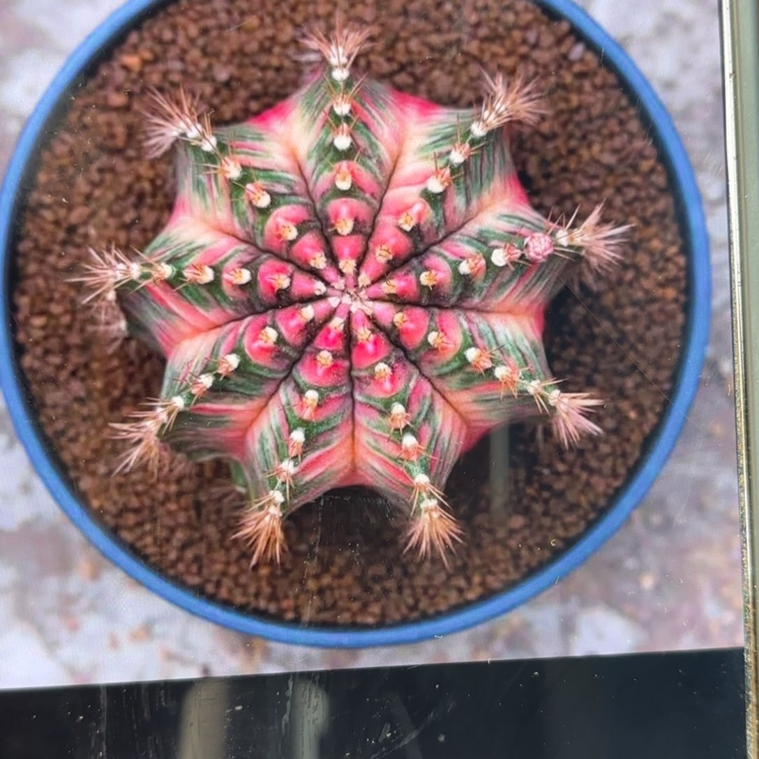 泰系米哈花炸弹6666