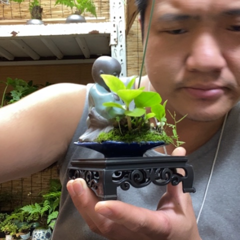 红陶曾***年一物一拍所见即所得357
