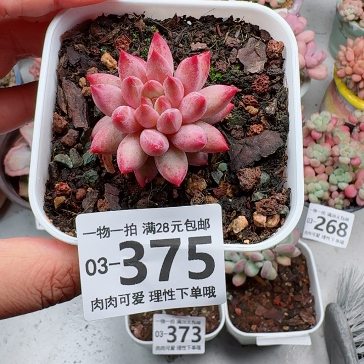 金鱼姬多肉植物多肉植物