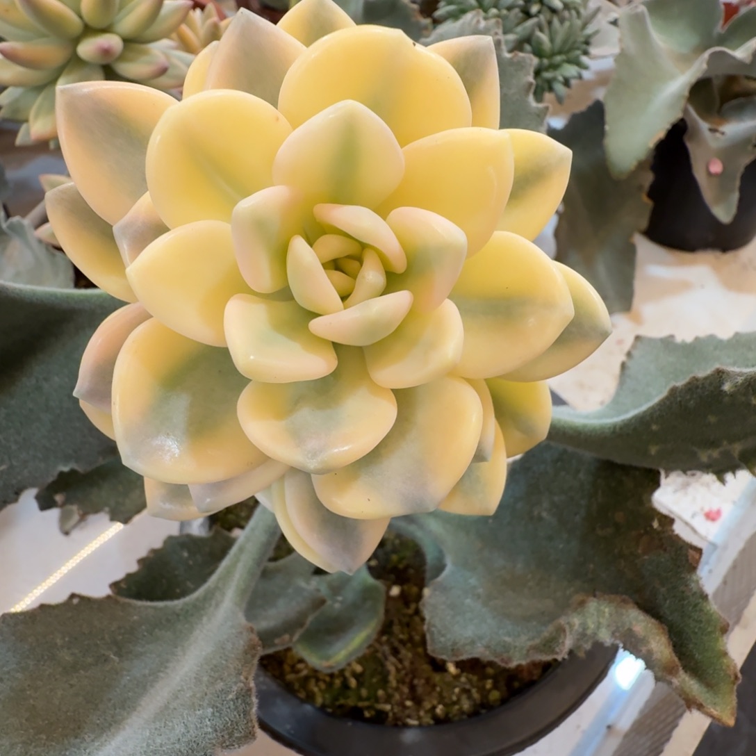 冬美人 安吉园艺锦锦