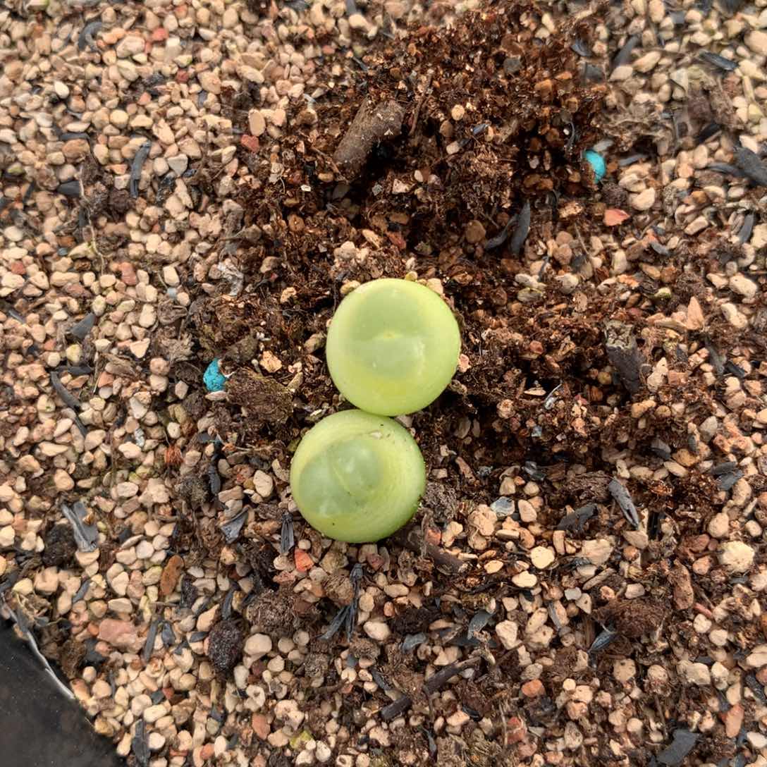 671大王拉登两颗