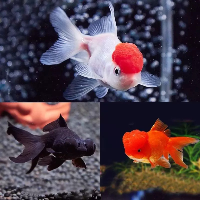 【混搭福利国粹金鱼】6-8厘米5条丹顶红狮黑红龙睛冷水观赏鱼包邮