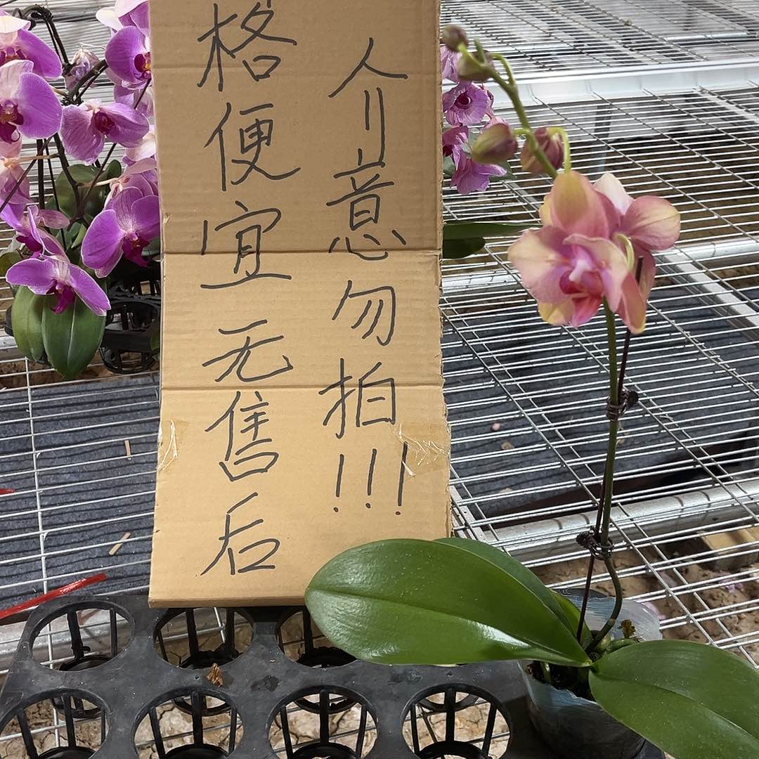 暖***江完全开放蝴蝶兰变异梵高 不售后