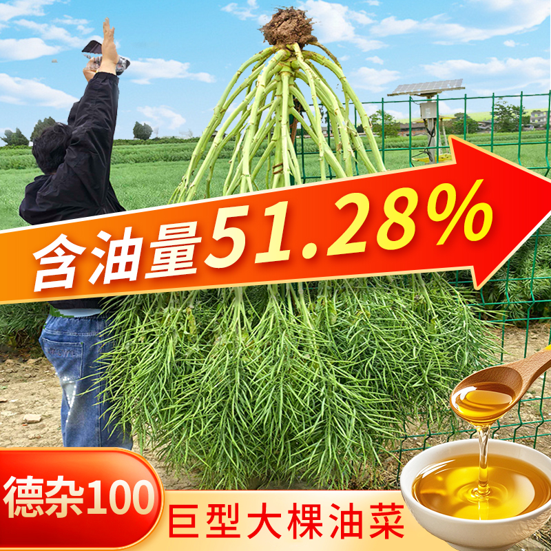 高产油菜种子【德杂100】矮杆杂交大颗粒油菜籽购买抗倒伏出油率高