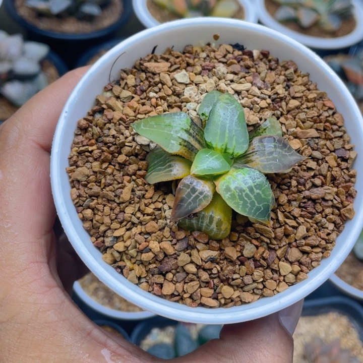水晶101锦十二卷多肉