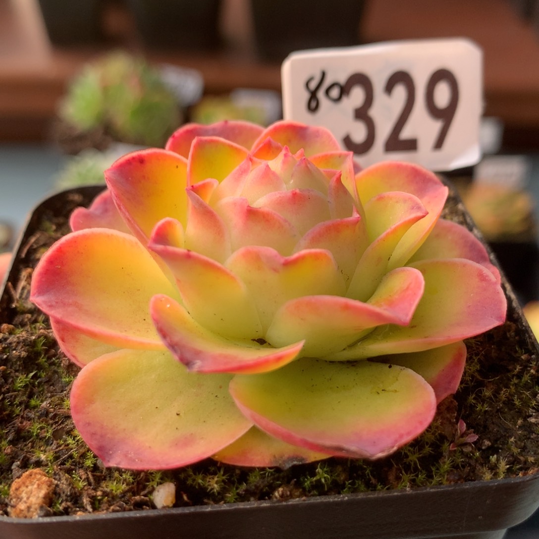 山地玫瑰墨幽329