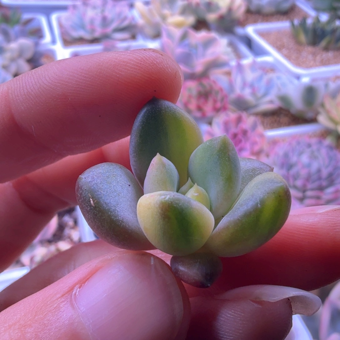 依***萍依萍姐 多肉植物锦