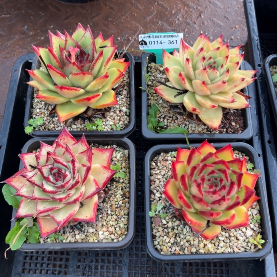 多肉精选编号0114.361