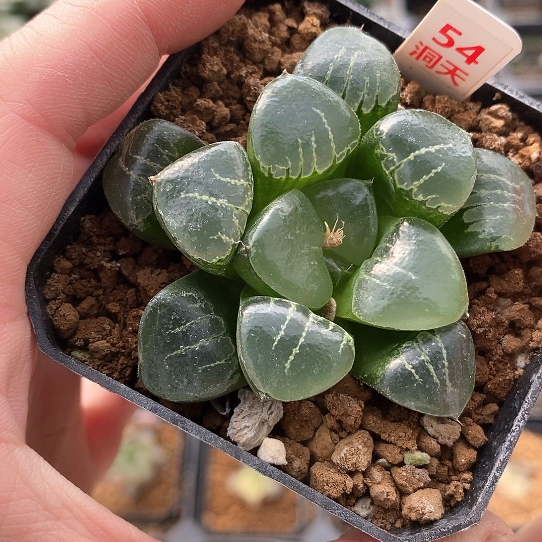 54号姬翠寿一物一拍的