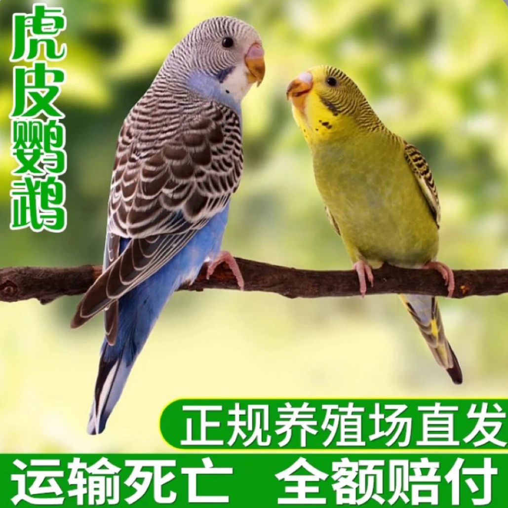 【两只鸟+别墅笼套装】虎皮鹦鹉手养宠物鸟活体亲人粘人鹦鹉直播间