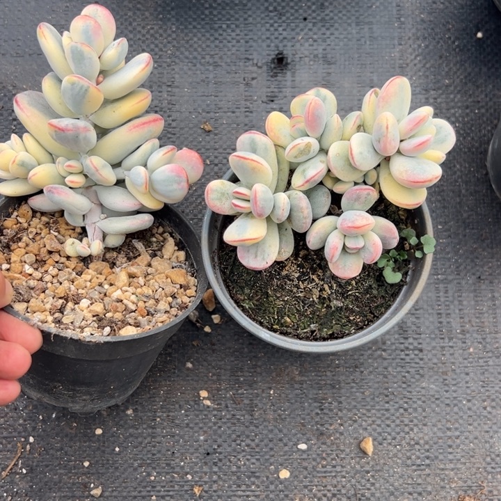 无花朵313号福娘锦两个无砍