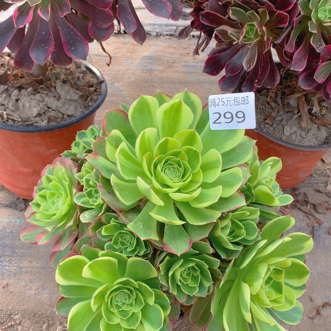 299奶白老桩多肉植物