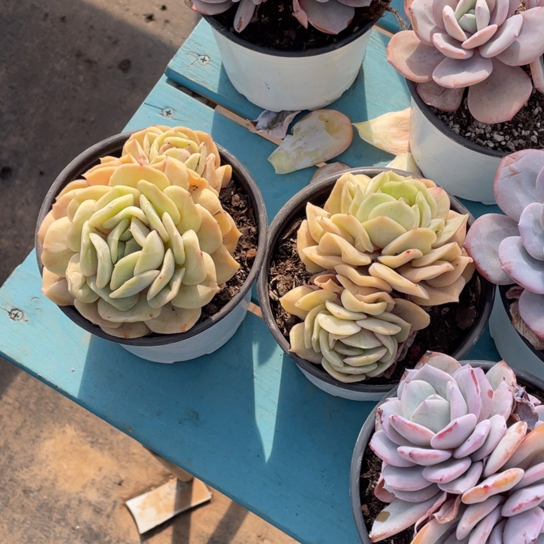 赫***赫1230-1-云瑶仙子两颗