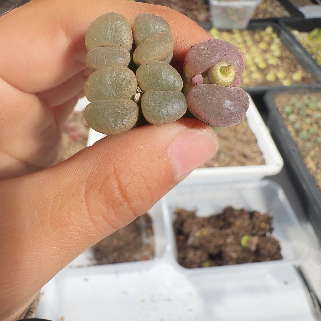 阳***肉多肉植物福利风铃869