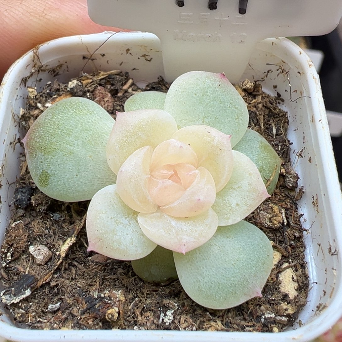 199号无尽月 晗雨多肉