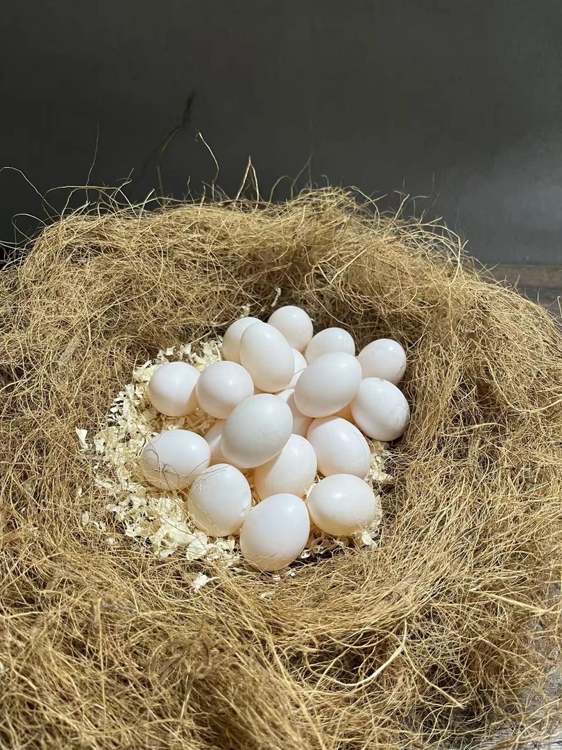 新鲜 金凯陶窝 蛋3