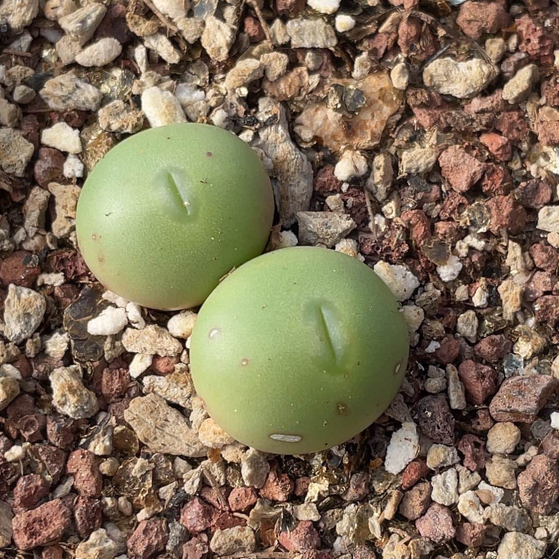 13-41白花大g肉锥