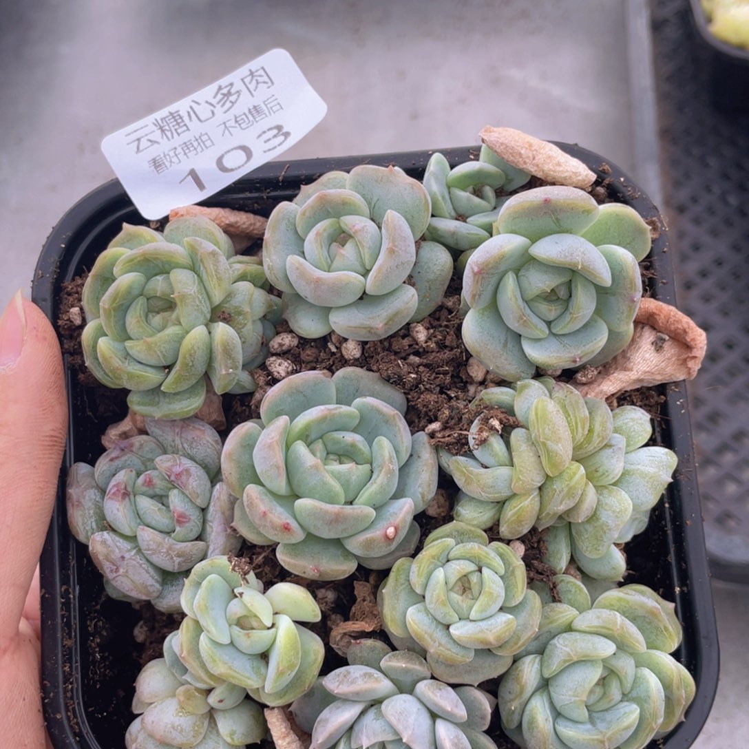 云糖心多肉植物103