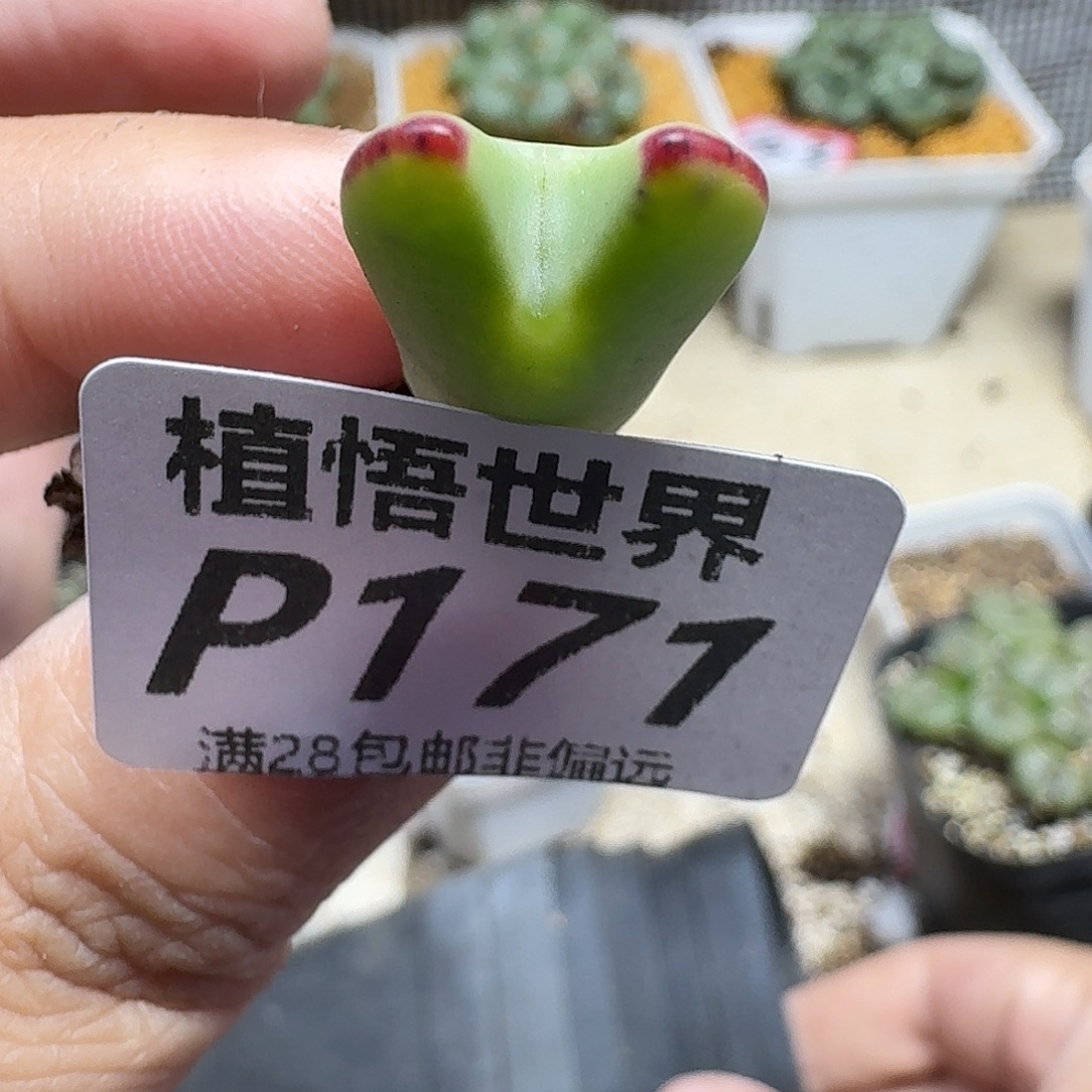 多肉植物的人生fhj