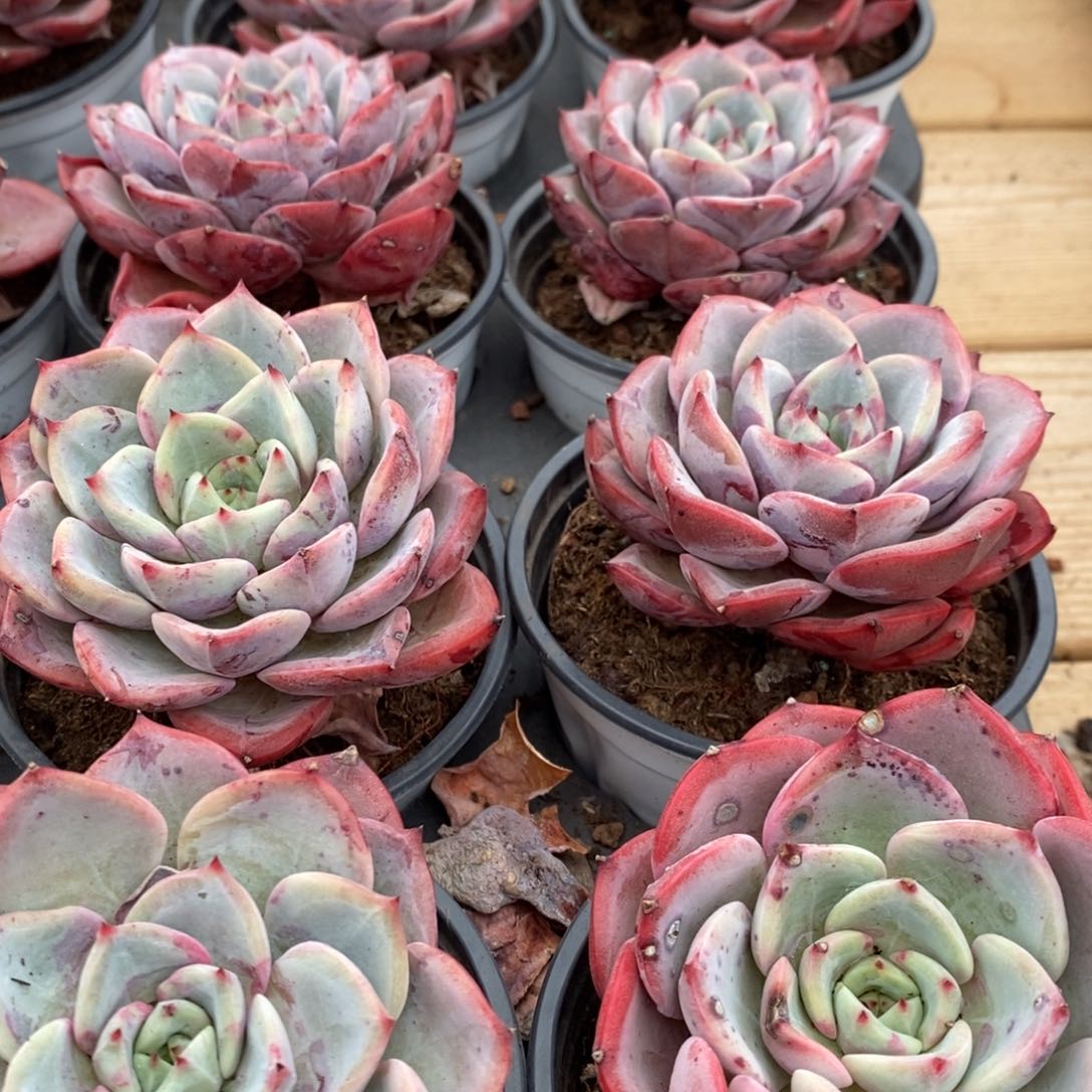 28。三文鱼。单头。