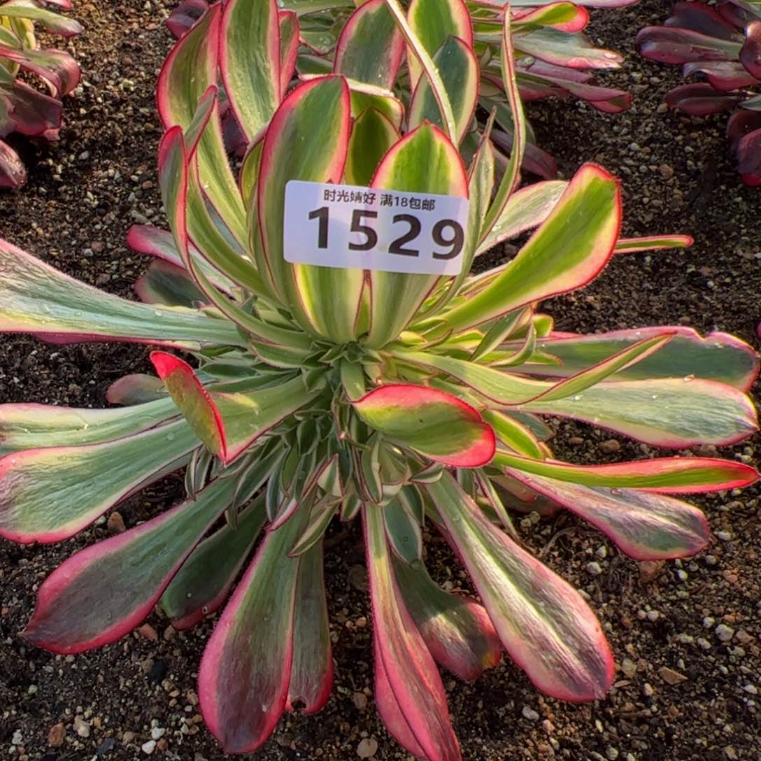 1529冰淇淋多肉植物