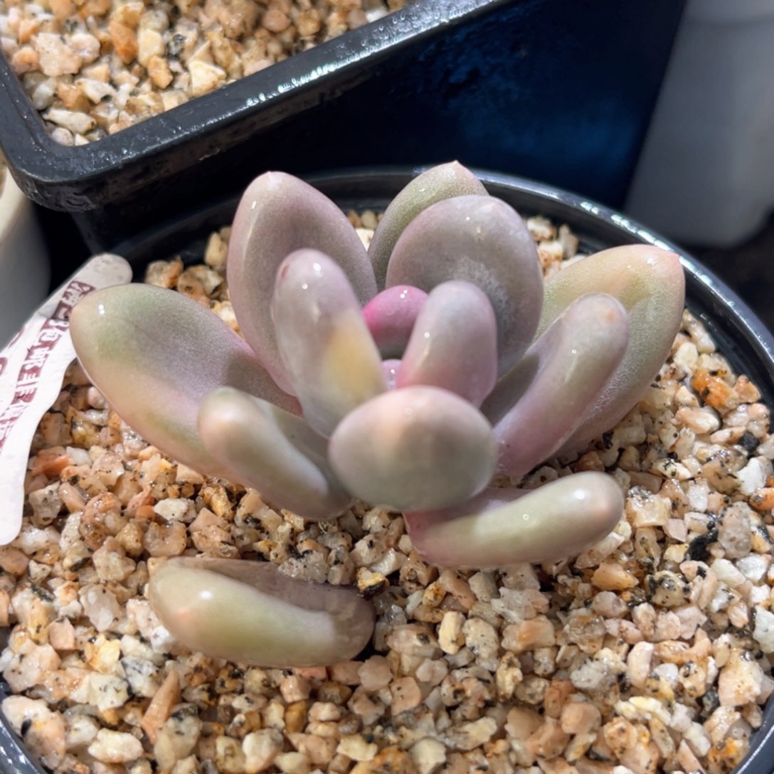 多肉特价优选奶酪锦