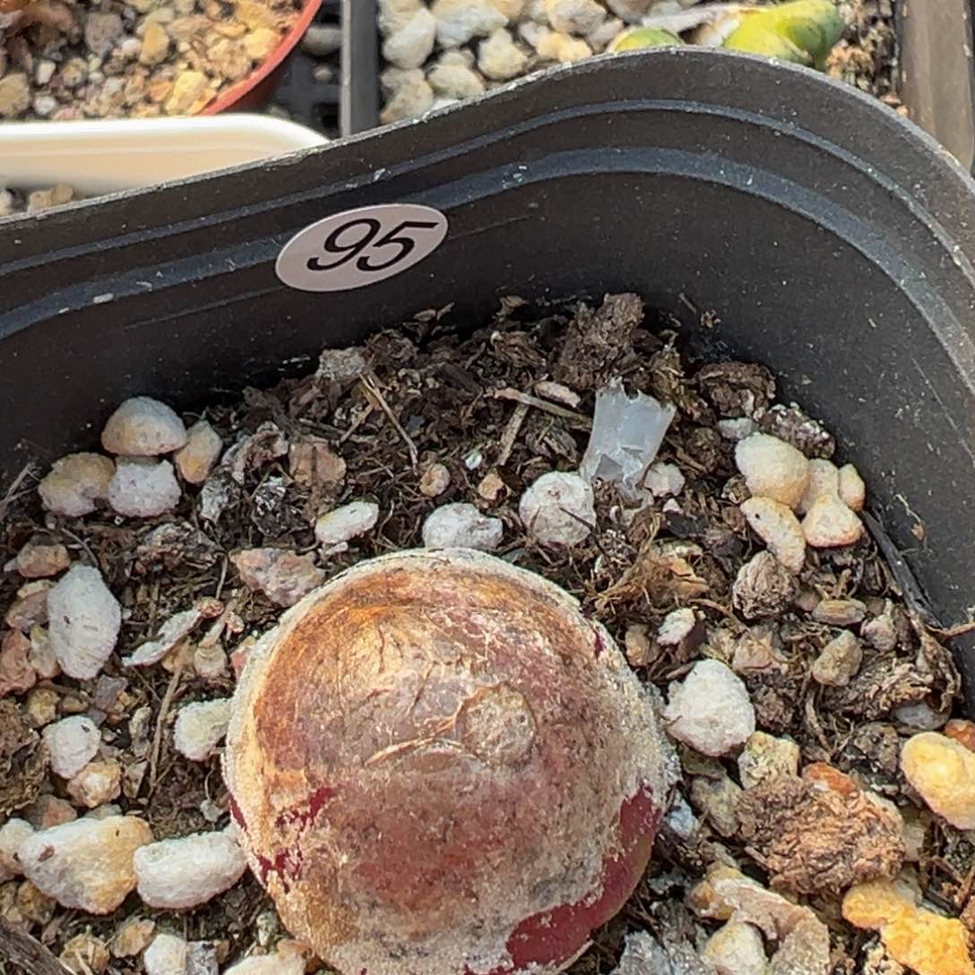 多肉植物111111111111111