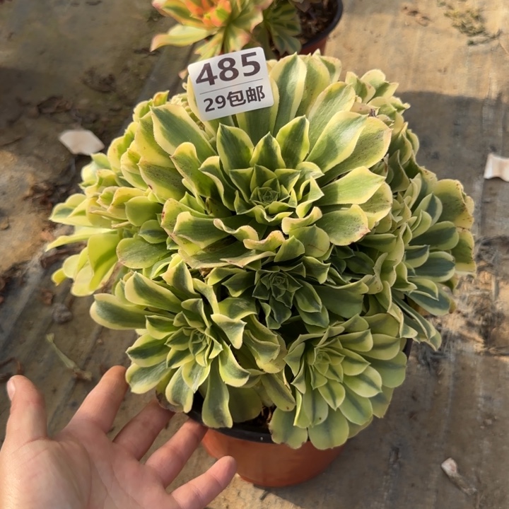 绿豆沙……多肉植物……