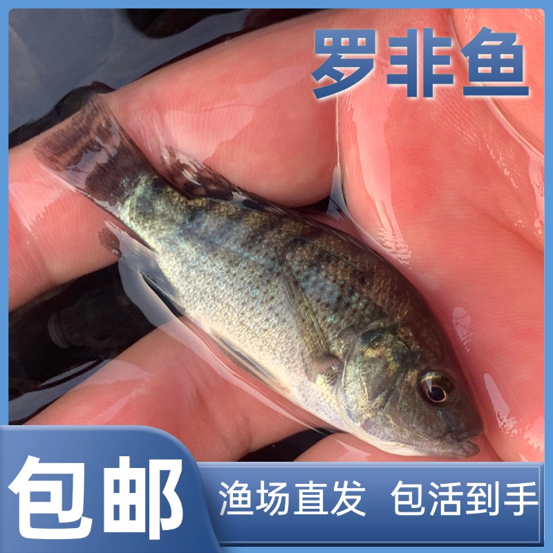 罗非鱼杂交青宝路海南1号淡水活体宠物观赏养殖
